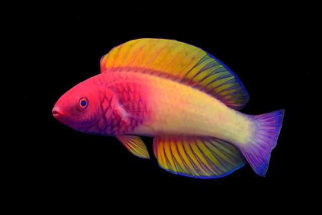 美しい新種の魚、学名は「バラ」 トワイライトゾーンから発見