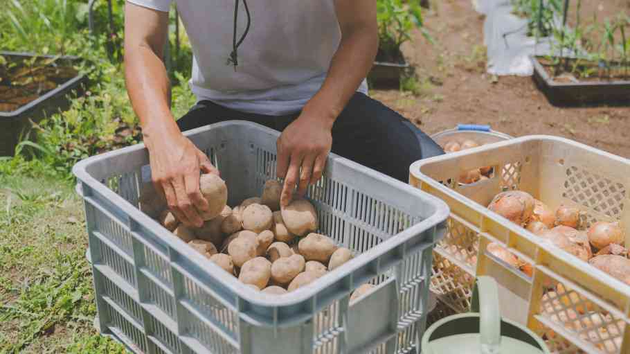 規格外品を「安く買い取る」は支援ではない！農家からの訴えが話題に