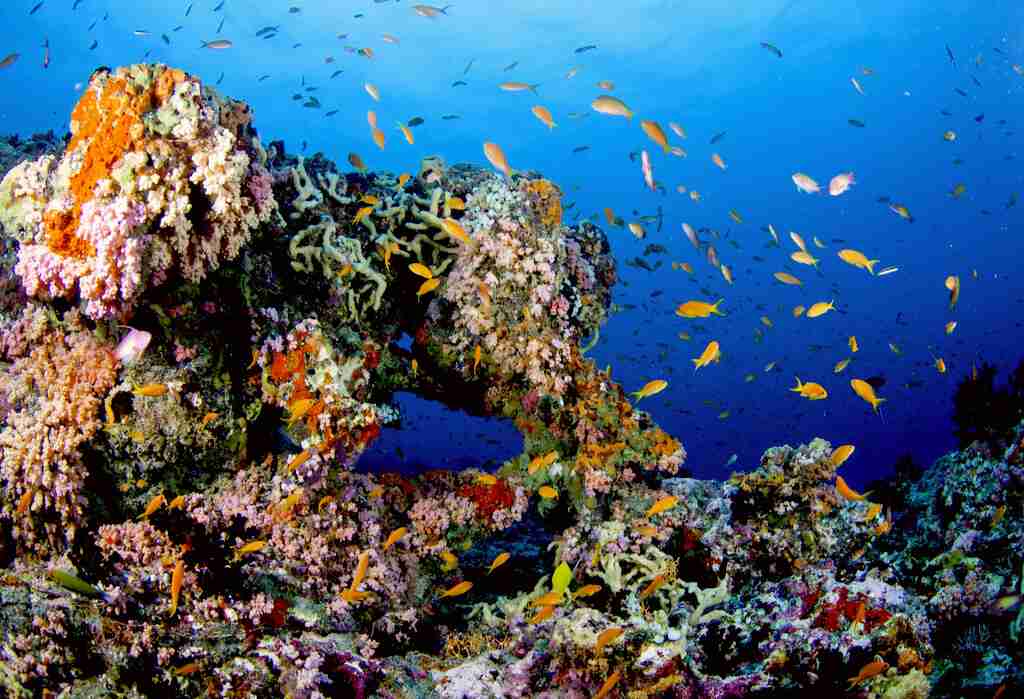 美しい新種の魚、学名は「バラ」 トワイライトゾーンから発見