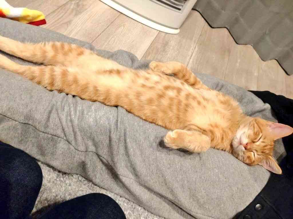 ボルト君の寝相はもはや人間！　動物行動学の専門家に聞く「この寝相は猫にとって進化なのか退化なのか」 : スポーツ報知