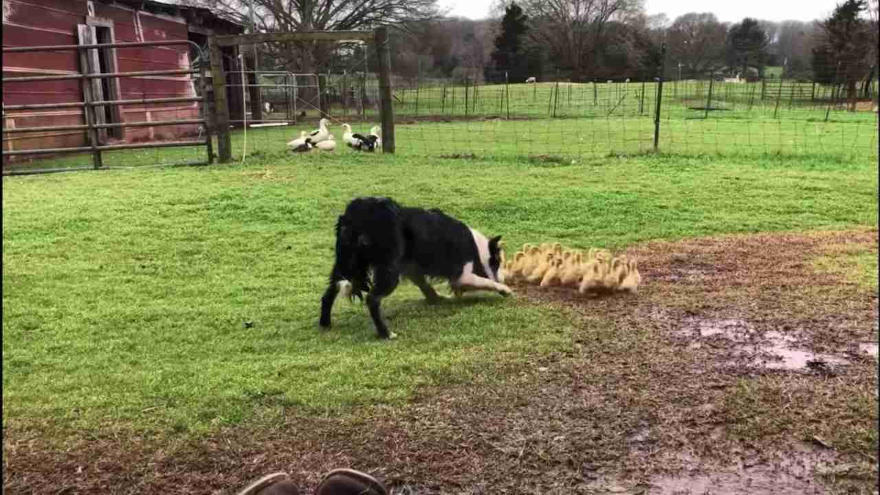 Border collie herding ducklings! - YouTube
