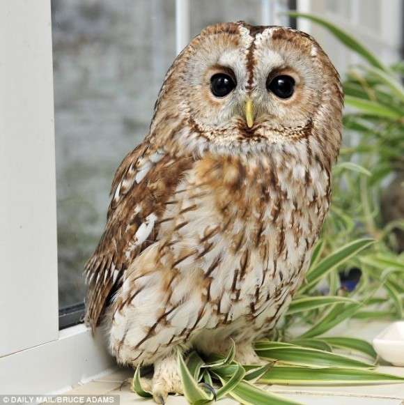 久しぶりにフクロウの画像見たい。