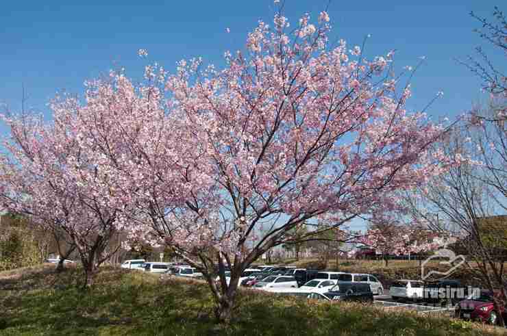 50年後は花見できない？  桜に異変　専門家「異常が普通に」