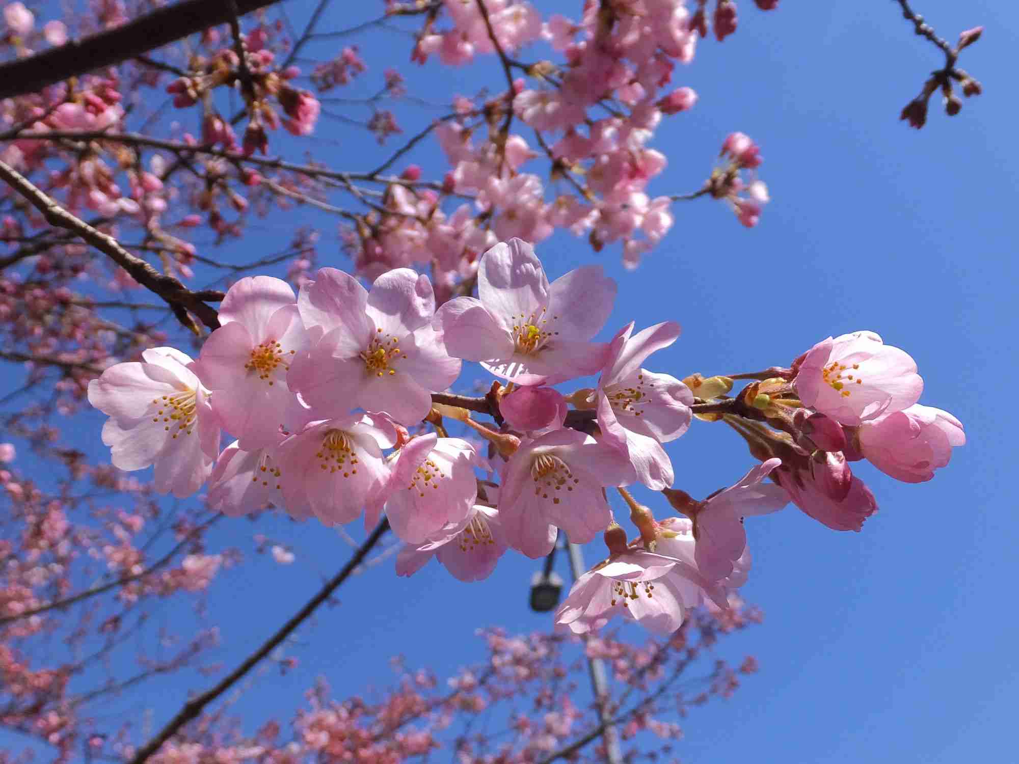 50年後は花見できない？  桜に異変　専門家「異常が普通に」