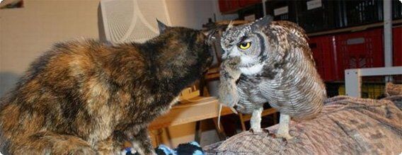 久しぶりにフクロウの画像見たい。