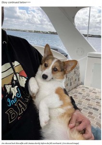 航海中に海に落ちて行方不明になったコーギー　10キロ以上も海を泳ぎ自力で岸にたどり着く（米）