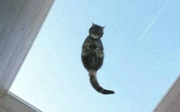 一瞬我が目を疑うような画像を貼るトピ