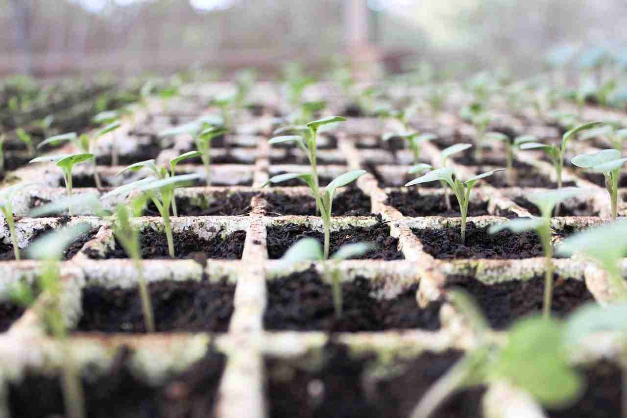 ラウンドアップの農畜水産物への残留基準を緩和した理由は何ですか？ | AGRI FACT