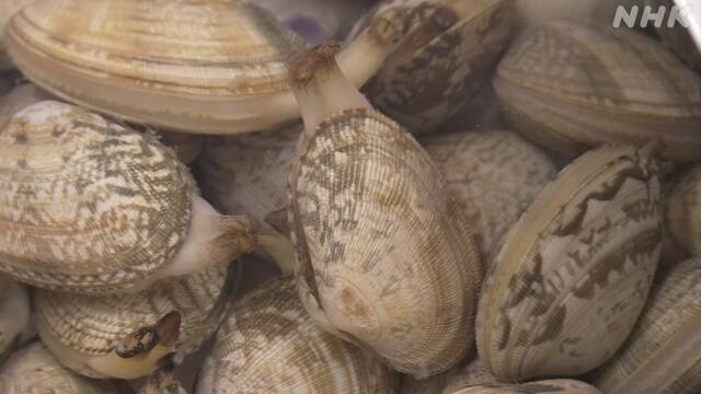 アサリ表示ルール一部見直しへ 畜養だけでは国内産表示できず | NHKニュース
