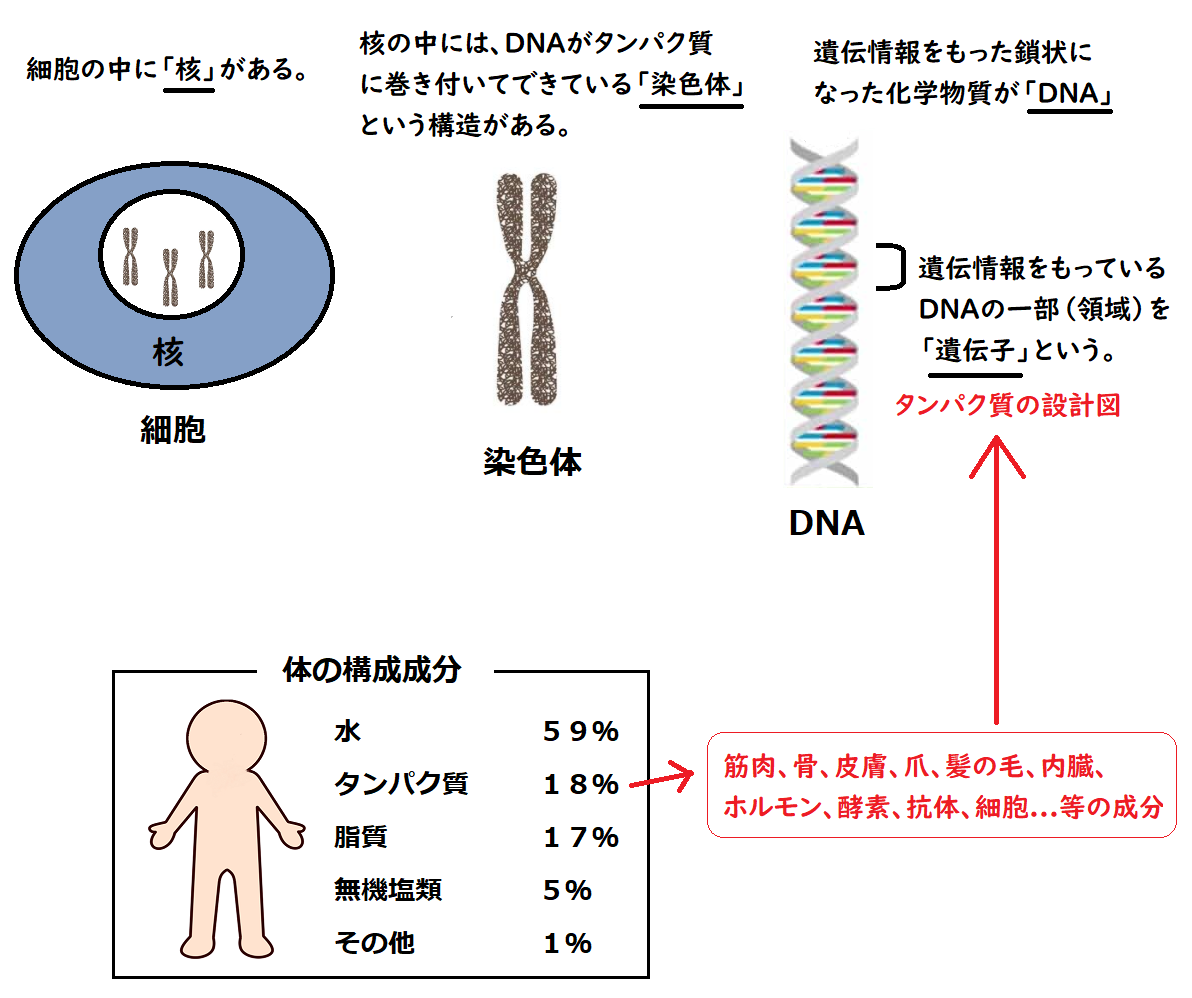 無責任な勧奨によって拡大する新型コロナワクチンの被害【谷本誠一議員の記事】