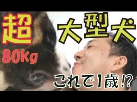 【８０キロの大型犬】飼うには超大変!!セントバーナードSP - YouTube