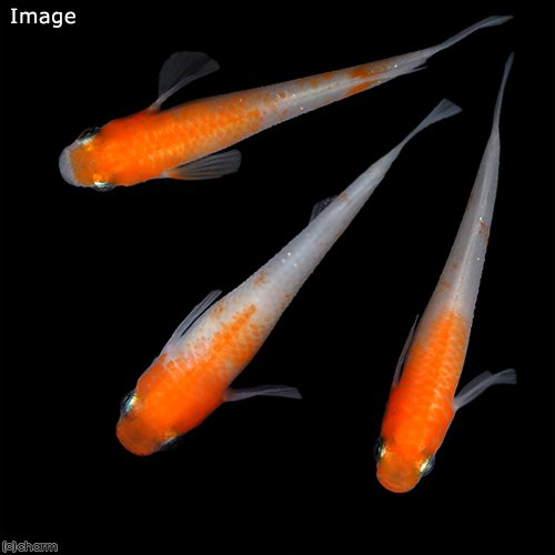 メダカ倶楽部　part9