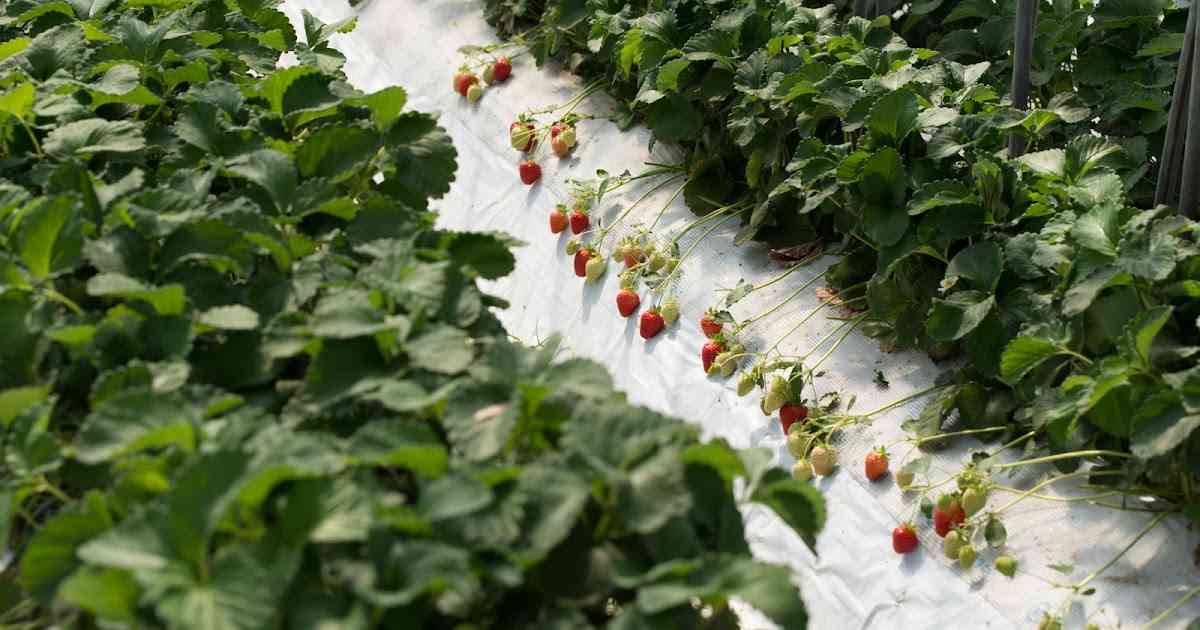 雪ノ下の厳選食材を供給する生産者様: 苺 from 佐賀
