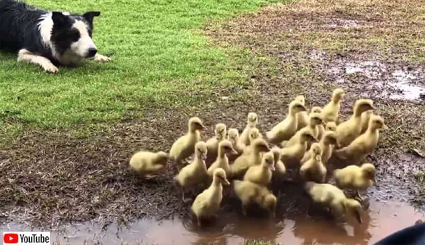 副業始めました。牧羊犬のボーダーコリー、ヒナの群れを誘導して水辺に運ぶ