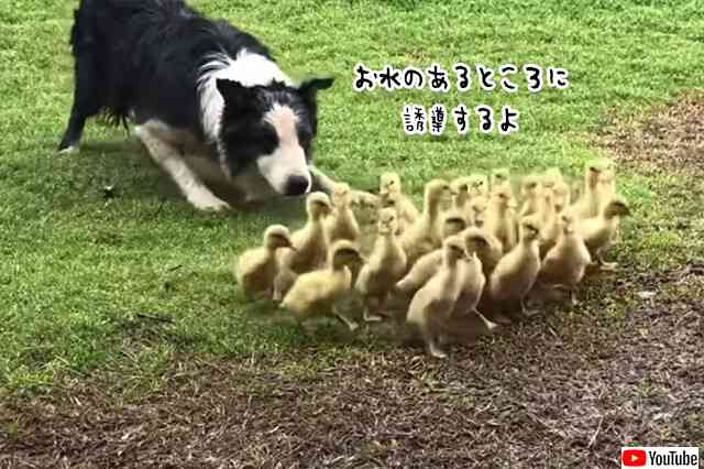副業始めました。牧羊犬のボーダーコリー、ヒナの群れを誘導して水辺に運ぶ : カラパイア