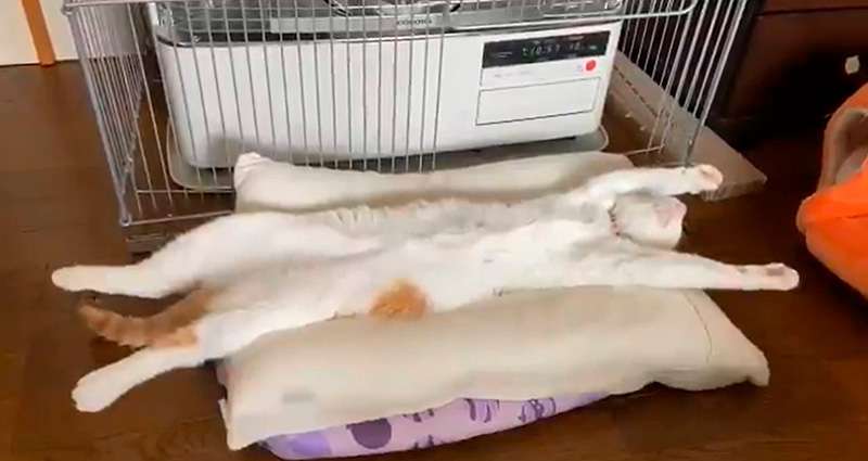 ボルト君の寝相はもはや人間！　動物行動学の専門家に聞く「この寝相は猫にとって進化なのか退化なのか」