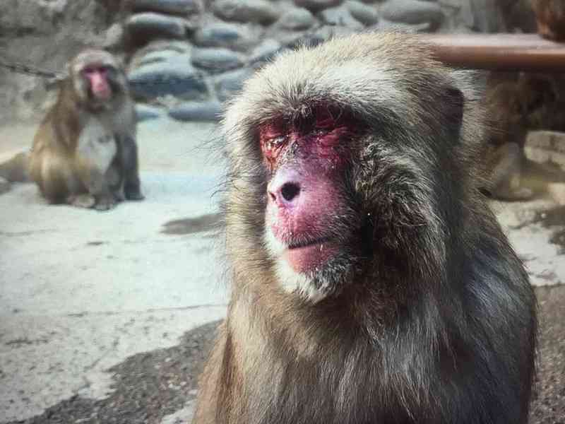 花粉症だと認めたくない