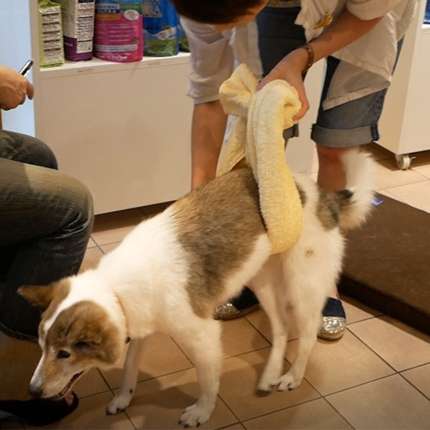 老犬介護 U^ェ^U