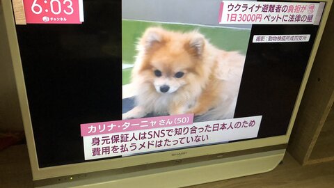 【炎上】和田秀子「ウクライナからのペットの犬 検疫代を支払えなければ殺処分、人でなし！早く飼い主の元へ返せ！」→「狂犬病は致死率100%、甘く見るな」と批判殺到 : まとめダネ！