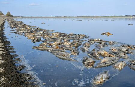 「ひどい臭い」魚が大量死　少なくとも数千匹か　渡良瀬遊水地の谷中湖（下野新聞SOON） - Yahoo!ニュース