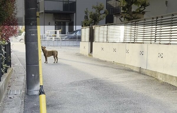 【速報】逃走中の“最強の闘犬”大型犬ピット・ブルを捕獲　直前には取材班と遭遇　