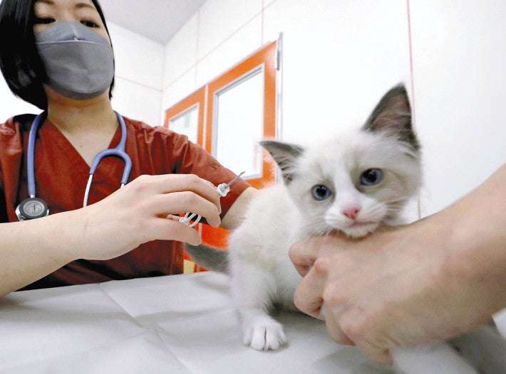 犬猫に「外れない名札」、飼育放棄や迷子防止へマイクロチップ6月義務化…飼い主には抵抗感も