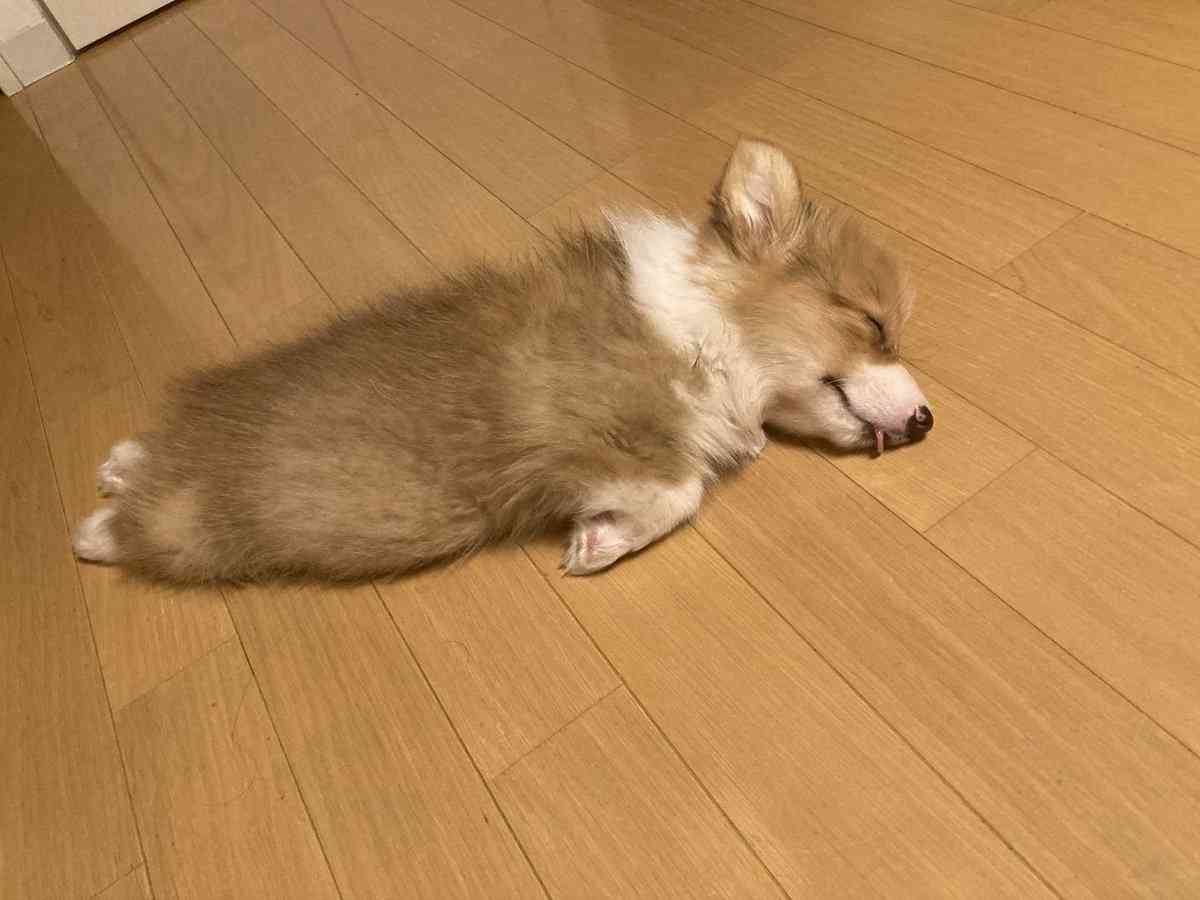 遊んでいたコーギーの子犬が、電池切れ！　飼い主が目撃した姿がコチラ