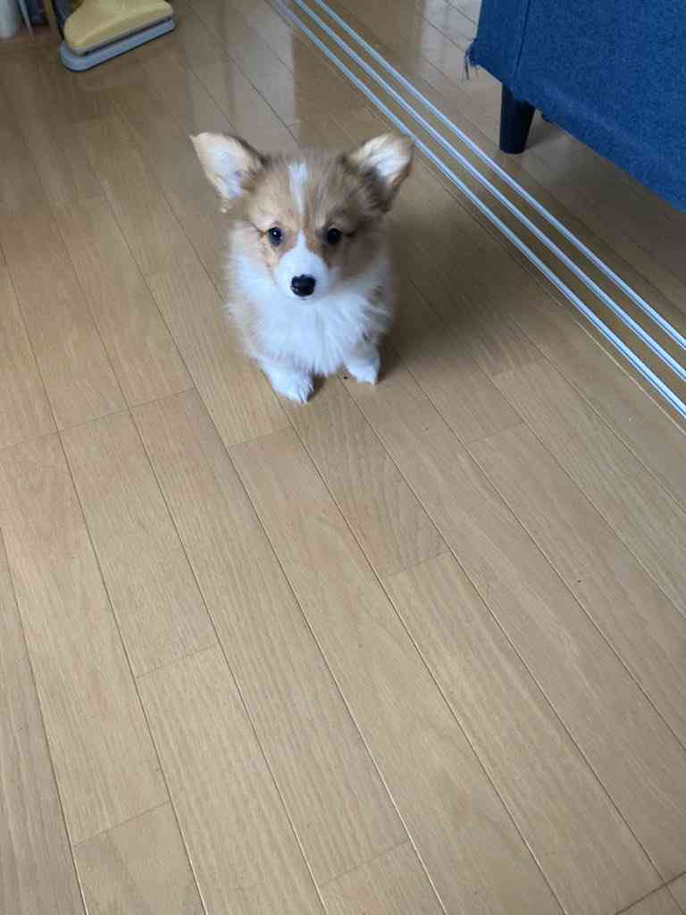 遊んでいたコーギーの子犬が、電池切れ！　飼い主が目撃した姿がコチラ