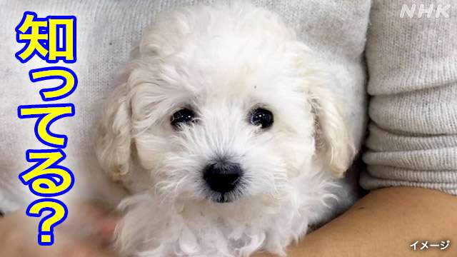 ウクライナ避難犬めぐり…日本が65年前に撲滅した狂犬病とは？ | NHK | News Up | ウクライナ情勢