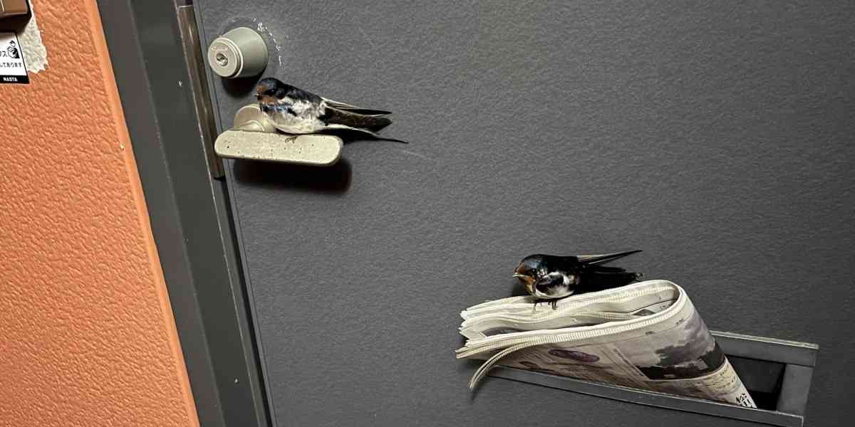 「帰宅したらツバメが住み着いている」 話題のツイートから学ぶ「鳥の巣」撤去の注意点