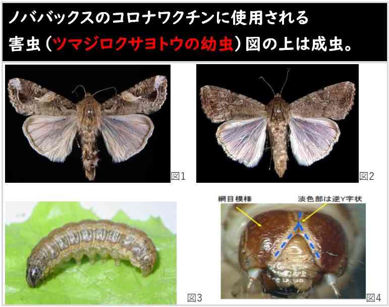 河野太郎氏 マスク着用解除の時期に言及「3回目までのワクチンはぜひお願いしたい。それがベースで…」