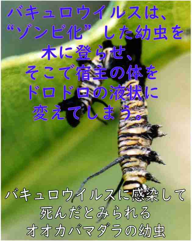 河野太郎氏 マスク着用解除の時期に言及「3回目までのワクチンはぜひお願いしたい。それがベースで…」
