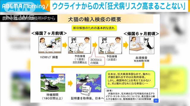 ウクライナから避難の犬「狂犬病のリスク増すことない」｜テレ朝news-テレビ朝日のニュースサイト