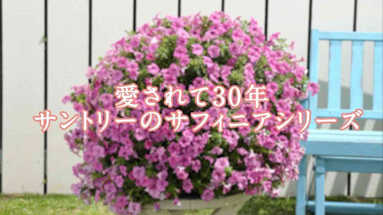 愛されて30年 サントリーのサフィニアシリーズ【サントリーフラワーズ】 - YouTube
