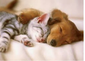 愛犬、愛猫のアホ可愛い瞬間