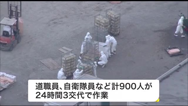 高病原性鳥インフルエンザで“殺処分” ニワトリ52万羽 エミュー500羽… 計900人で作業 - 北海道ニュースUHB TimeLine | Yahoo! JAPAN