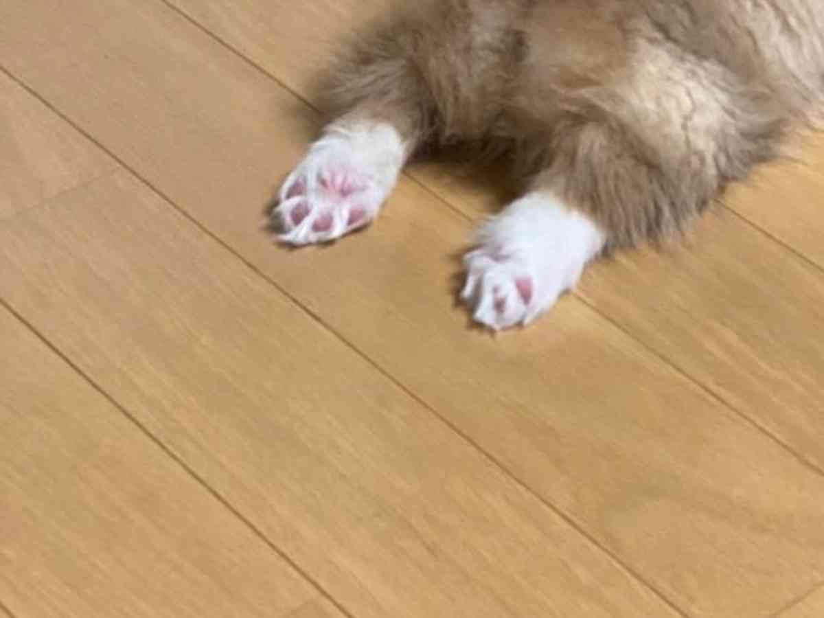遊んでいたコーギーの子犬が、電池切れ！　飼い主が目撃した姿がコチラ  –  grape [グレイプ]
