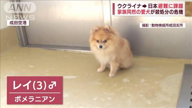 「愛犬を助けて」ウクライナ避難者の負担…1日3000円　ペットに「法律の壁」（テレビ朝日系（ANN）） - Yahoo!ニュース