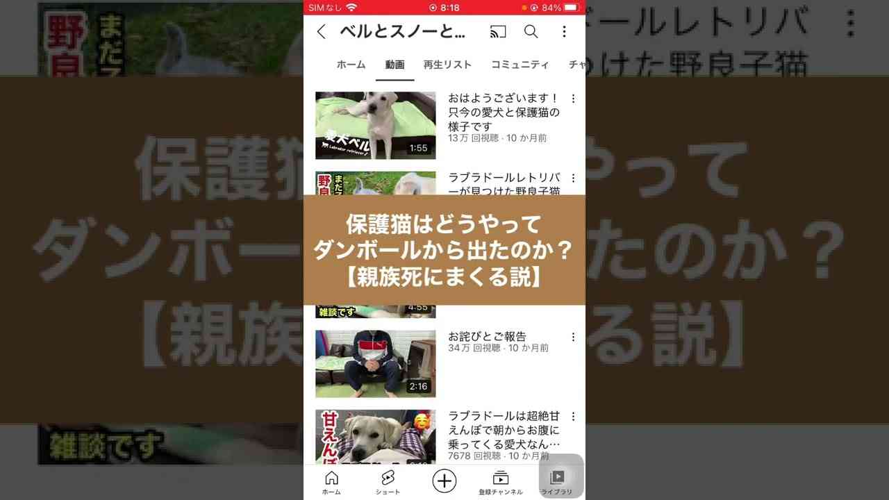 【ベルとスノーとK2です】保護猫はどうやってダンボールから出たのか？【親族死にまくる説】 - YouTube