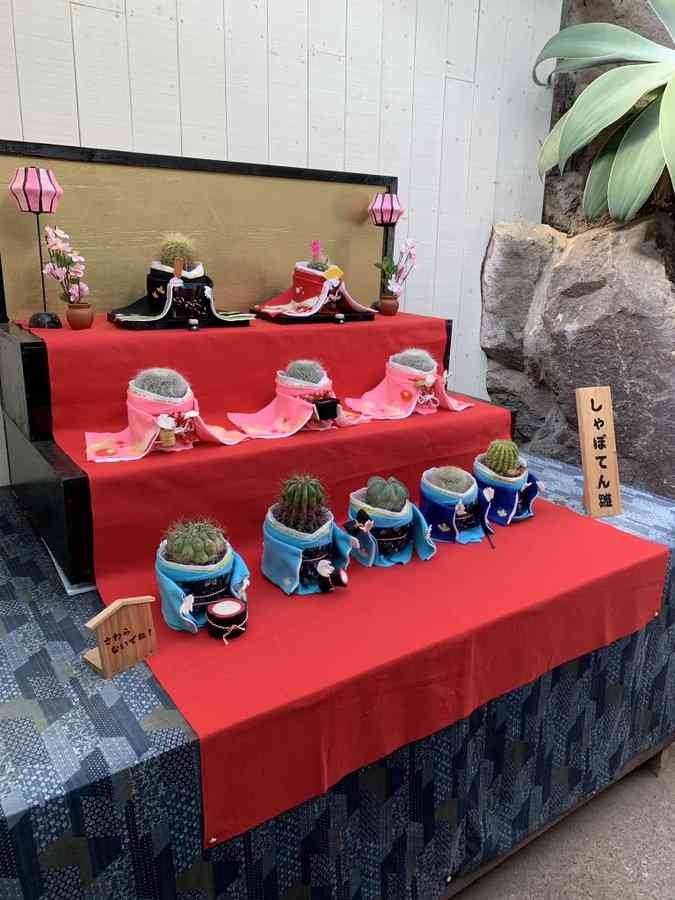 観葉植物　愛でる人で語りたい
