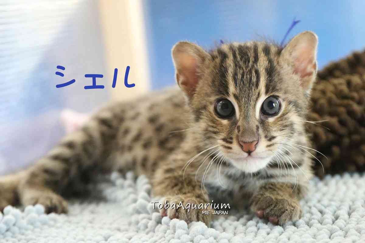 生まれた時の10倍にスクスク成長…スナドリネコの赤ちゃん兄弟、名前決定