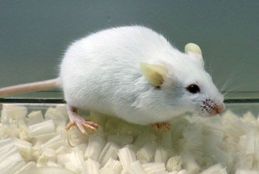 コロナ治療薬の開発につながる　ヒトと同等の抗体生み出すマウスの作製に成功　鳥大准教授らのグループが世界初（山陰中央新報） - Yahoo!ニュース