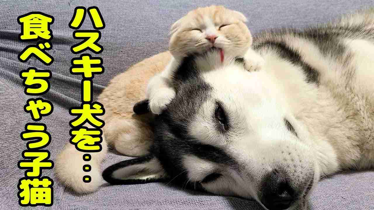 ハスキー犬のことが大好きすぎて食べちゃう子猫がこちら...笑 - YouTube