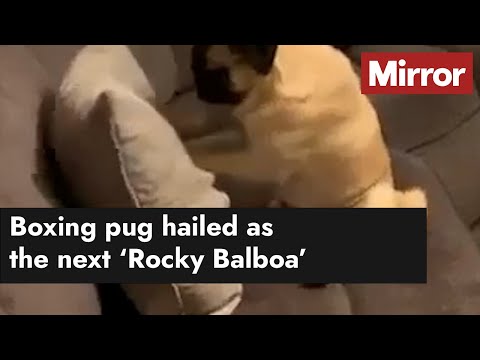 Boxing pug hailed as the next Rocky Balboa - YouTube