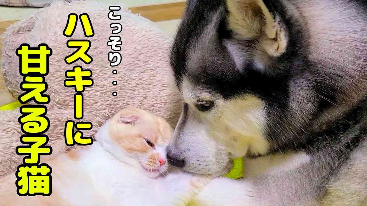夜中に寝ぼけながらハスキー犬に甘えてくる子猫がかわいすぎた笑 - YouTube