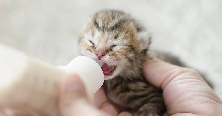 生後すぐの子猫や子犬を引き取った方