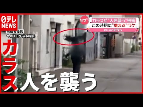 この時期に増えるワケ…なぜ？ カラスが“人襲う”被害に注意（2021年7月5日放送「news every.」） - YouTube