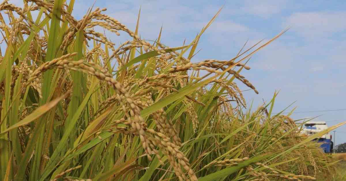 【知ってる？！】持続可能な食と農①　日本の食料自給率は３７％、過去最低水準 - 産経ニュース