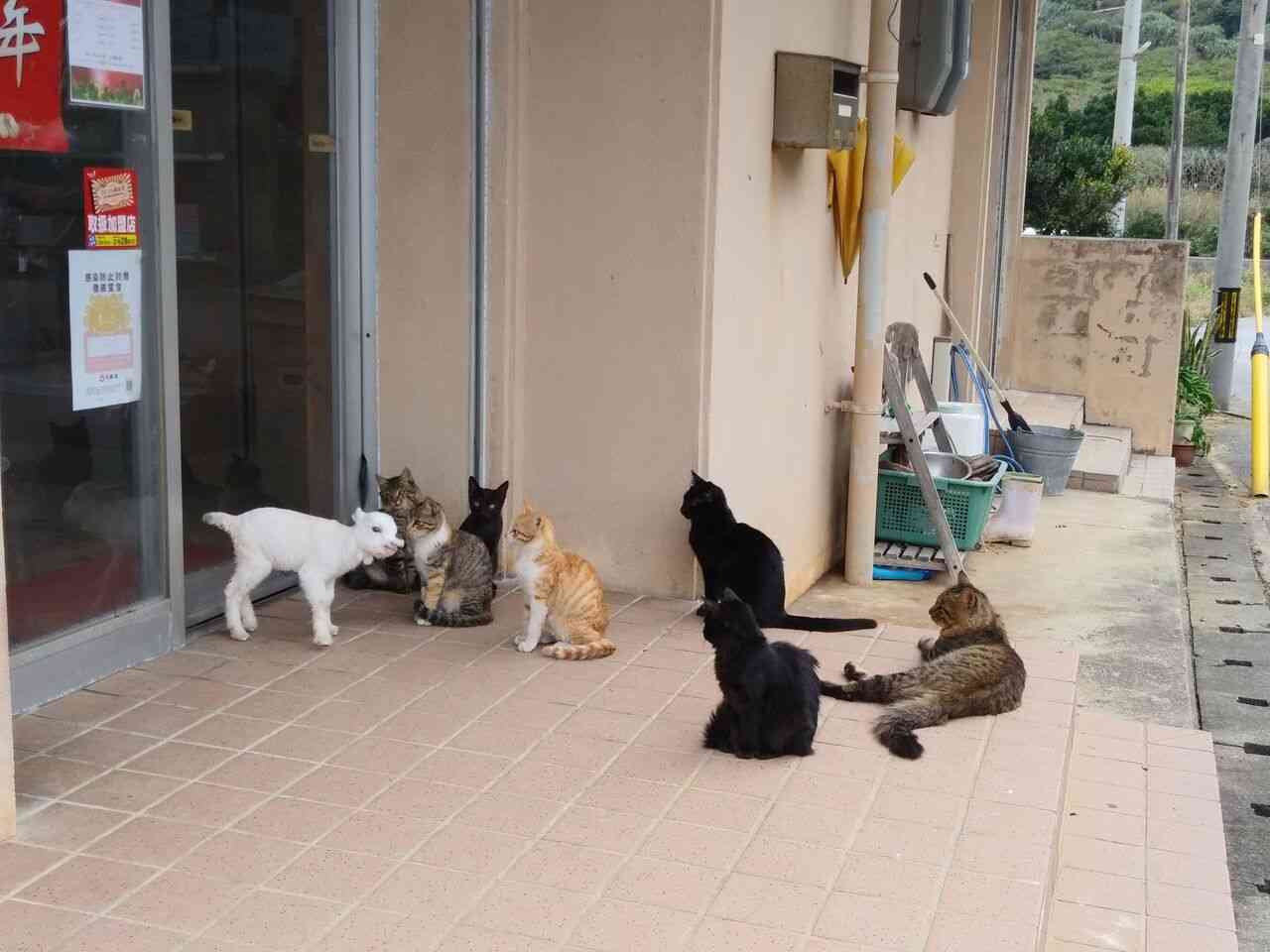 動物たちの集合体