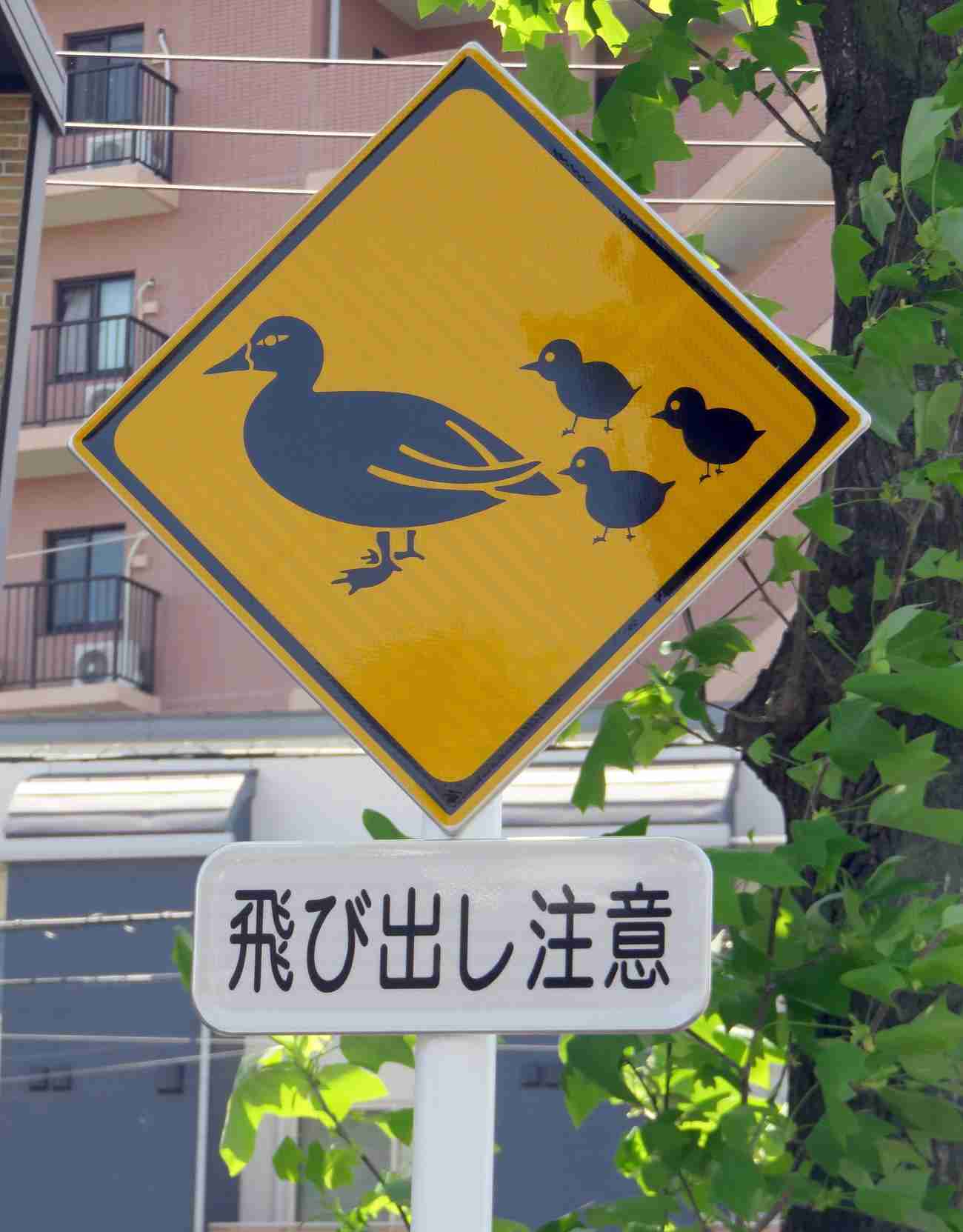 カルガモ親子の横断に気を付けて！  全国的にも異例「カルガモ飛び出し注意」道路標識設置　川崎